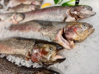 Experience the delight of Fresh Trout displayed on Ice in our Premium Seafood Display today. Highquality trout elegantly displayed on ice, ideal for various culinary projects and seafood marketing