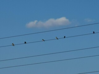 electrical power lines