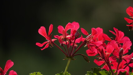 Czerwone kwiaty pelargonii