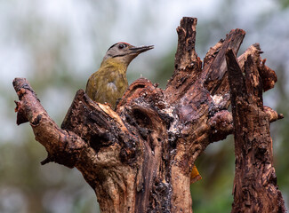 Grey headed woodpecker perched on a dead branch in the forest. Selective focus.