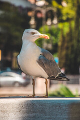 Close-up of a seagull