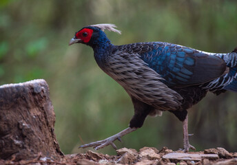 Kalij pheasant male in the bushes looking for food.