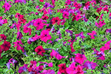 Vibrant Field of red Petunias in Full Bloom