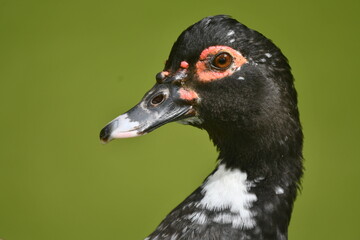  Um close-up mostrando bem os detalhes de um lindo e exótico pato selvagem no lago do jardim do Museu da República - Catete - RJ