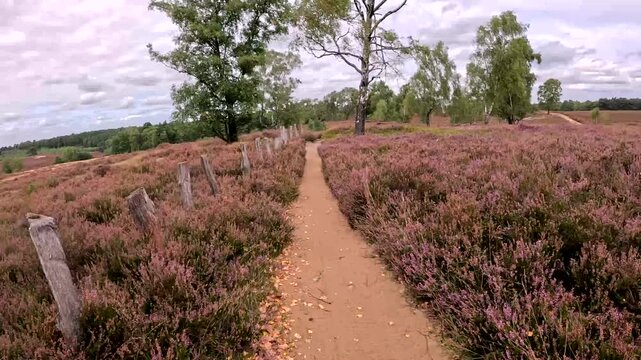 Video L&uuml;neburger Heide