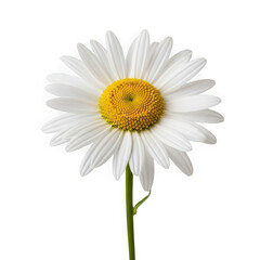 Single daisy flower isolated on transparent background