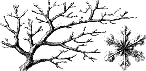 Fototapeta premium Elegant vintage engraving of bare tree branch set with intricate detailing for art and design