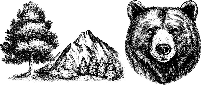 Engraved nature collection: bear head and pine tree design for rustic decor