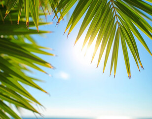 Fototapeta premium palm tree on the beach