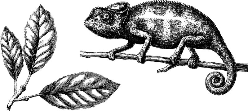 Vintage engraved illustration of chameleon and branch for design projects