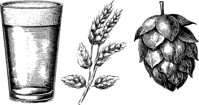 Engraved illustration set with craft beer glass and hops, vintage sketch hand drawn design.