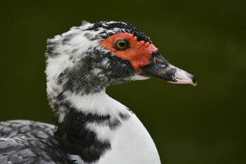  Um close-up mostrando bem os detalhes de um lindo e exótico pato selvagem no lago do jardim do Museu da República - Catete - RJ