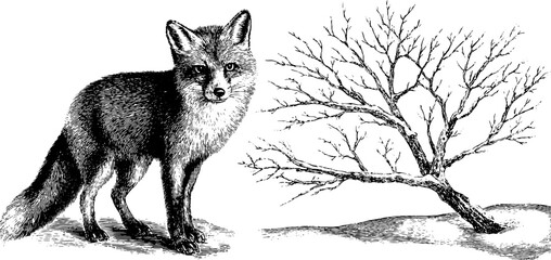 Engraved illustration set of fox and bare branch for vintage nature design