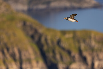 Flying puffin over coastal cliffs in soft golden light