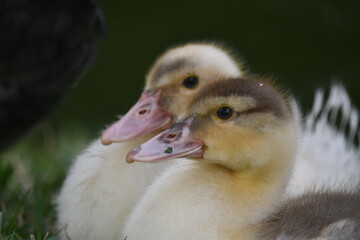 Dois lindos e fofinhos filhotes de pato selvagem no jardim do Museu da República - Catete - RJ