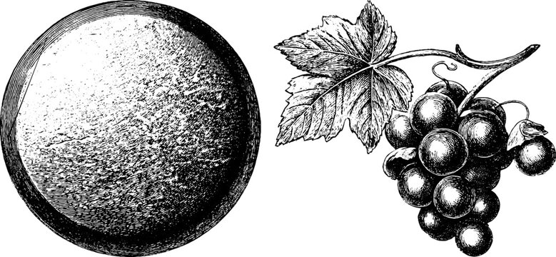 Vintage engraved illustration set of marble medallion and grape bunch for decorative design