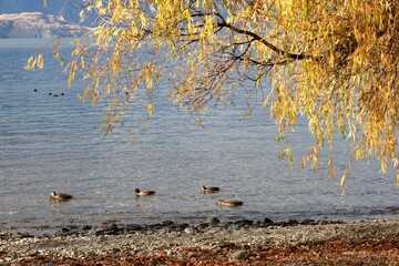 Ducks on Lake Wakatipu, Queenstown, New Zealand, framed by the golden branches of a weeping willow tree. The image captures the tranquil South Island scene during autumn in May.