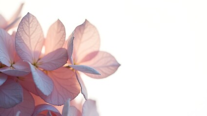 Fototapeta premium A serene close-up of delicate pink hydrangeas. An elegant and soft floral background. Generative Ai.
