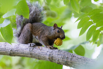  eastern gray squirrel (Sciurus carolinensis)