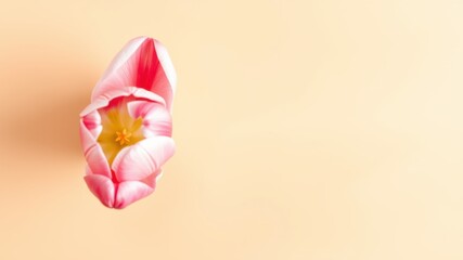 Fototapeta premium Delicate pink tulip bud unfolding petals revealing vibrant yellow center on soft peach background