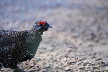 Spruce Grouse