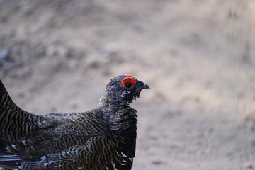 Spruce Grouse