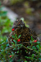 Spruce Grouse
