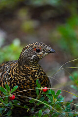 Spruce Grouse