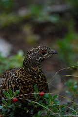 Spruce Grouse