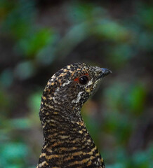 Spruce Grouse