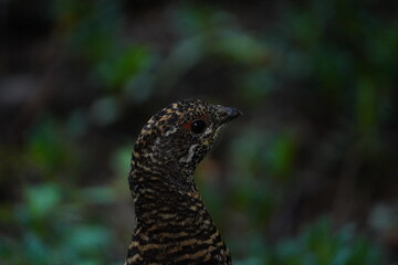 Spruce Grouse