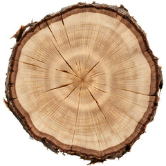 Fototapeta premium Cross-section of tree trunk displaying natural wood patterns 