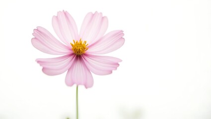 Obraz premium A single pink cosmos flower on a minimalist white background. A clean and serene nature concept for beauty, elegance, and soft focus design. Generative Ai.