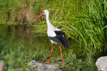 white stork (Ciconia ciconia) in summer
