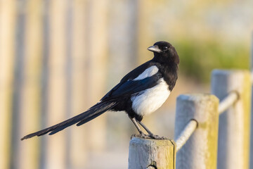 Eurasian magpie or common magpie (Pica pica)