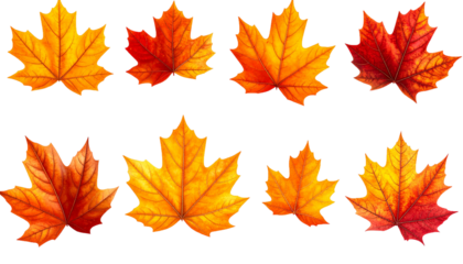 Natural Collection of Seasonal Maple Leaves for Design