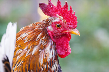 Booted Bantam or Dutch Booted Bantam, rooster portrait © Mircea Costina