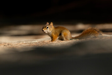 American red squirrel (Tamiasciurus hudsonicus)