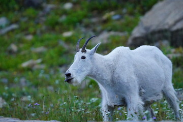 Mountain Goat