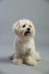 Cute white Maltese dog on light grey background