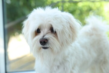 Cute white Maltese dog at home. Adorable pet