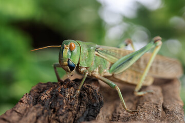 Fototapeta premium One locust on snag outdoors, closeup. Wild insect