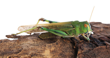 One locust on snag against white background. Wild insect