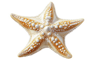 Detailed starfish with unique texture and color pattern, showcasing its five arms and bumpy surface. This marine creature is often found in coastal waters, symbolizing beauty of ocean life