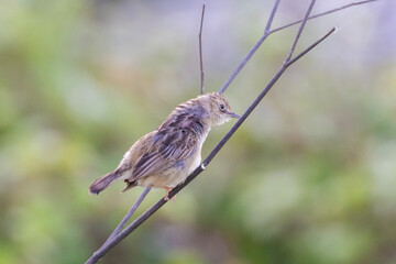  zitting cisticola or streaked fantail warbler (Cisticola juncidis) 