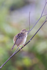  zitting cisticola or streaked fantail warbler (Cisticola juncidis) 