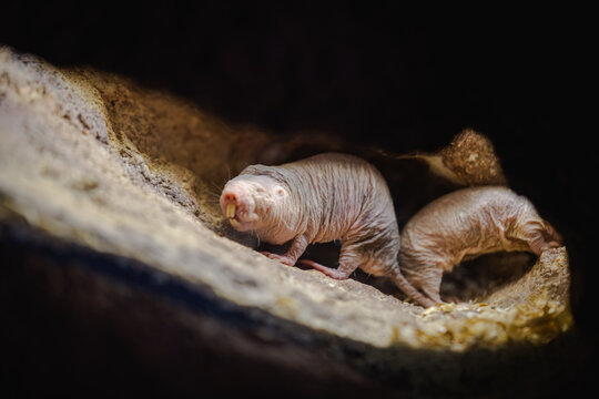 Close-up of a naked mole rat in its natural burrow, showing its wrinkled skin and whiskers in a dimly lit tunnel.