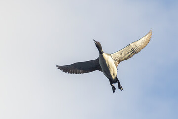 Common loon or great northern diver (Gavia immer) in summer