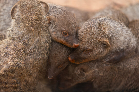 Cluster of banded mongooses huddled for warmth and comfort, showing social bonding and tight-knit behavior. - Powered by Adobe
