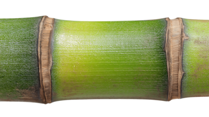 Bamboo Beauty: The image shows a section of vibrant green bamboo, a symbol of resilience and natural beauty, capturing its detailed texture and color